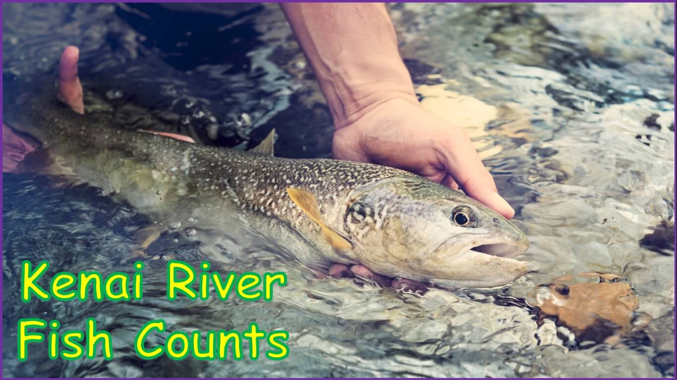 Kenai River Fish Counts | kenai river fish counter | fish counts kenai river